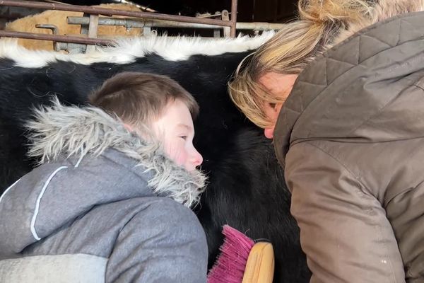 Hugo écoute le coeur de la vache, son rythme cardiaque est apaisant