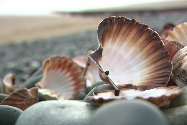 Pour la deuxième année, les dépôts sauvages de coquilles Saint-Jacques se multiplient après les fêtes, au grand désespoir des habitués et du maire de la commune.