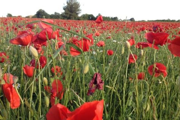 Un champ de coquelicot dans le Gard