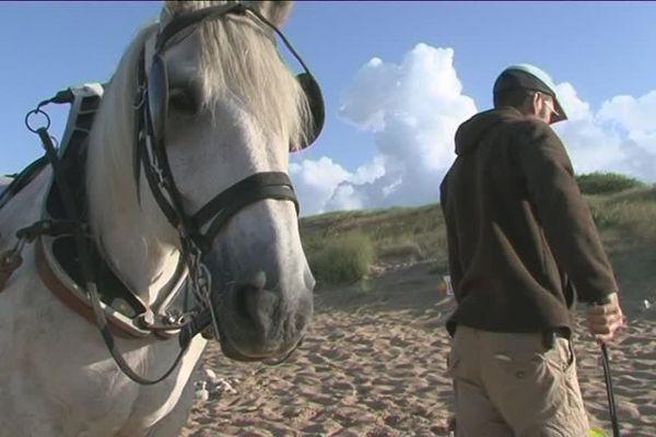 Le trait mulassier participe au ramassage des déchets sur les plages