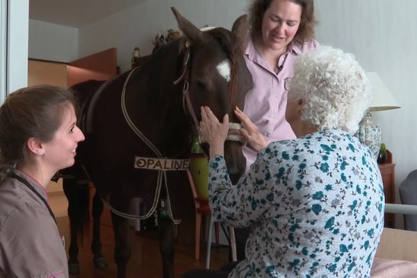 VIDEO. Un cheval à l'EPHAD pour redonner le sourire aux résidents