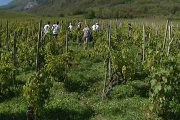 Les vendanges ont débuté le 15 septembre 2014.