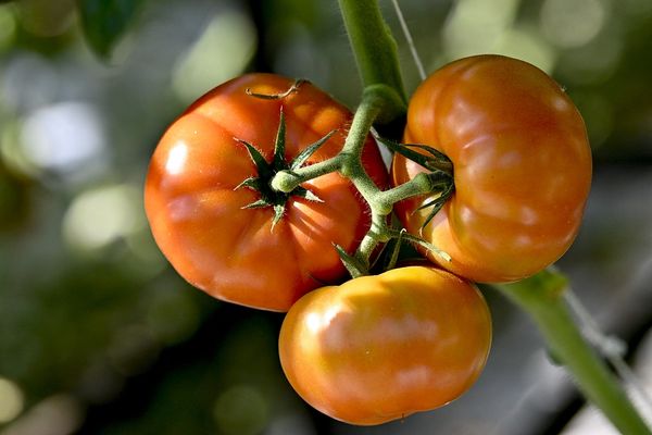 Voici quelques conseils pour réussir la culture de vos légumes du soleil.