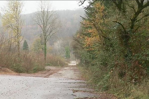 Sur l'ancienne friche Wattelez, la nature a repris ses droits