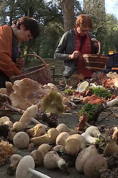 'est la saison de la chasse aux champignons, une pratique qui n'est pas sans risques. Sur les 30 000 espèces recensées en France, seulement 1000 sont comestibles. Pour sensibiliser sur les dangers des collectes amateurs, la société d'horticulture et d'histoire naturelle de l'Hérault organise des balades découverte.