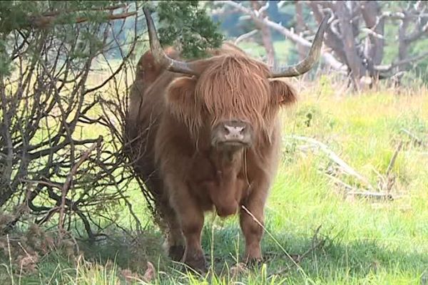 54 bêtes sont mortes dans le département principalement des bovins