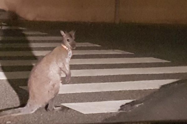 Un kangourou capturé par les gendarmes dans les rues de Muret près de Toulouse