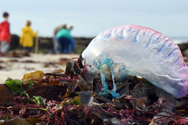 Les physalies attirent par leurs jolies couleurs mais elles représentent un réel danger si on les touche