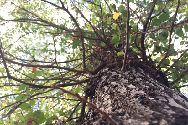 Avec deux sécheresses consécutives en 2018 et en 2019, les arbres ont été mis à rude épreuve.