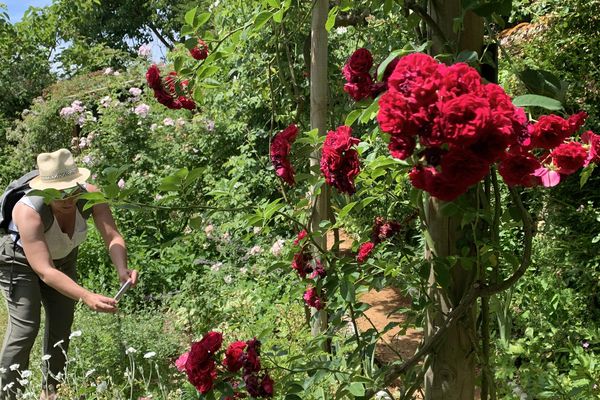 La rose "Red Parfum" d'André Ève