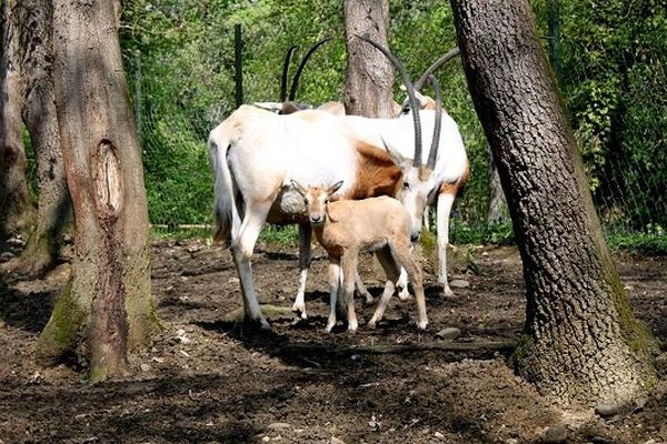 Deux petits oryx algazelle sont nés...