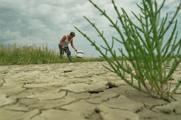 En baie de Somme, la salicorne n'est pas cultivée, elle est cueillie.