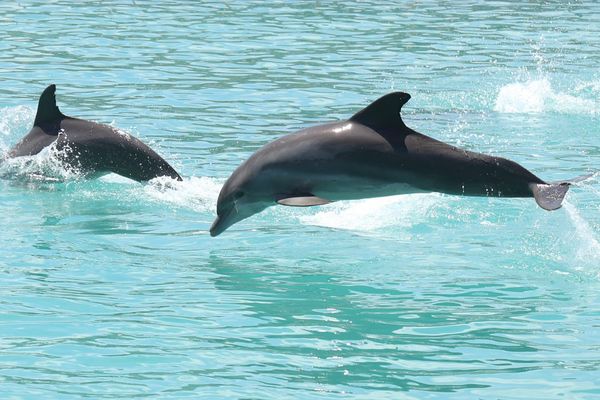 Les grands dauphins nagent en banc à queqlues mètres du catamaran