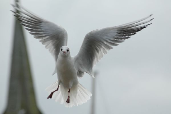 Goéland en plein vol