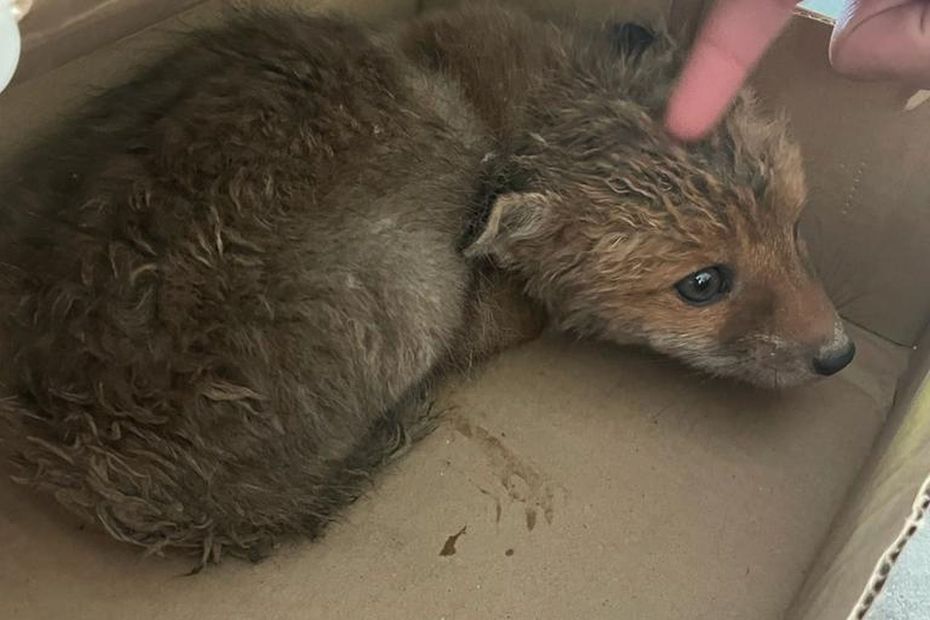 Video Haute Savoie Il Sauve Un Bebe Renard Et Se Fait Engueuler Par Le Veterinaire