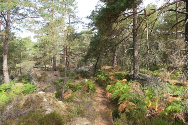 La forêt de Fontainebleau est l’un des secteurs les plus sensibles en Île-de-France.