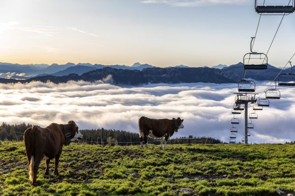 L'alpage de Patrick Veyrat au Semnoz (Haute-Savoie), où il fait paître ses vaches laitières de mai à septembre.