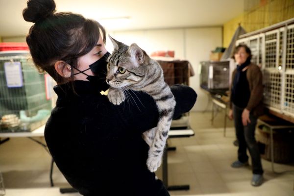 7179 animaux ont été recueillis dans les Hauts-de-France en 2023 selon la SPA.