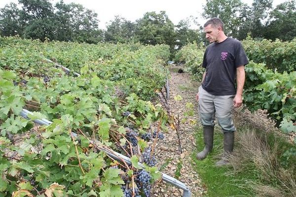 Le viticulteur n'a pu que constater les dégâts