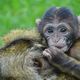 Un bébé singe, macaque de Barbarie