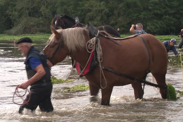 Les chevaux de Trait au secours des truites dans cette rivière de la Charente.