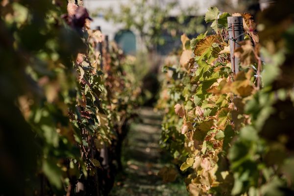 Une rangée de vignes du Clos-Montmartre à Paris.
