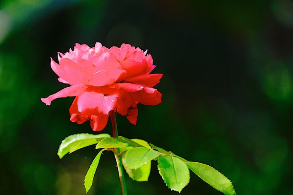 Ils ne sont plus que trois producteurs de roses dans les Pyrénées-Orientales, contre 17 il y a 30 ans.