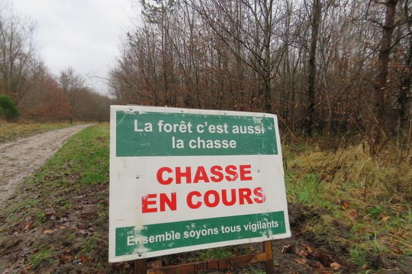 De moins en moins de chasseurs et des dégâts causés par les sangliers de plus en plus nombreux