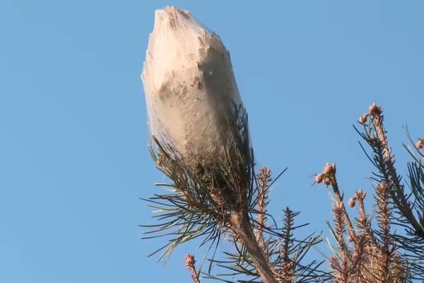 Dans un arbre, les chenilles processionnaires ont déjà construit leur nid et attendent des températures plus douces pour rejoindre la terre ferme.