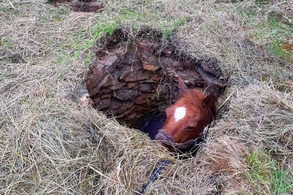 Alès (Gard) - un cheval tombé dans un puits secouru par les pompiers - 8 mars 2024.