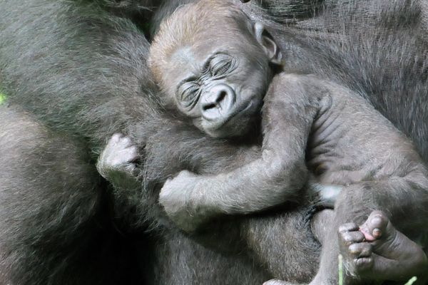 Un bébé gorille (photo d'illustration)