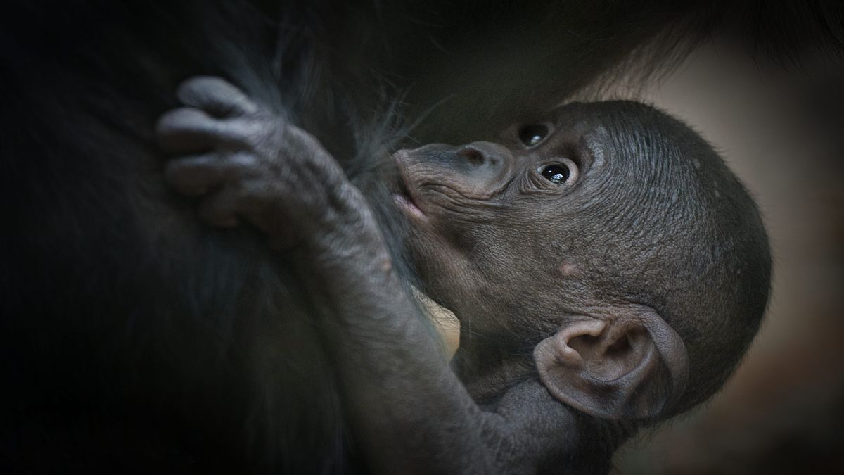 Romagne 86 Un Cinquieme Bebe Bonobo A La Vallee Des Singes