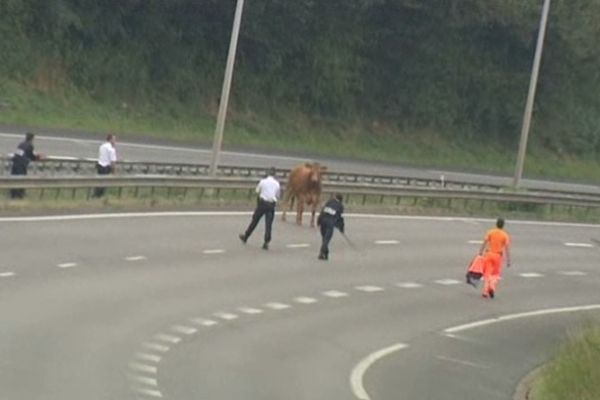 Vache sur autoroute A20, mardi 18 septembre