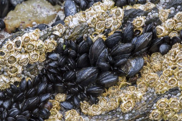 La structure adhésive des moules s'avère être une matière très prometteuse dans le développement d'une nouvelle méthode de diagnostic des accidents vasculaires cérébraux (AVC).