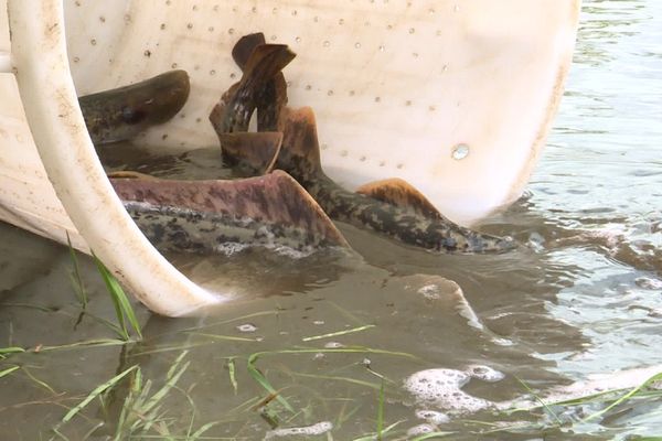 Quelque 500 lamproies ont été relâchées à Brioude (Haute-Loire).