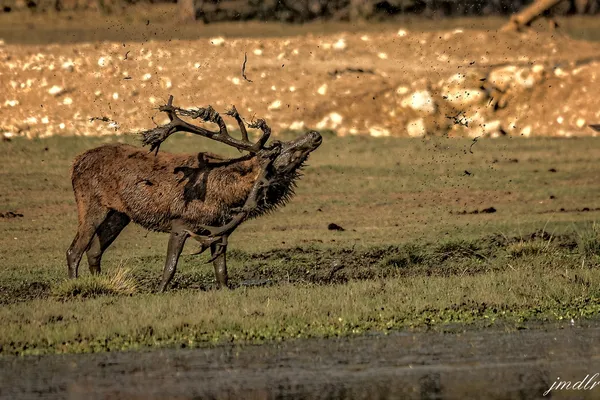 Brame du cerf à la Réserve des Monts d'Azur / Alpes-Maritimes.