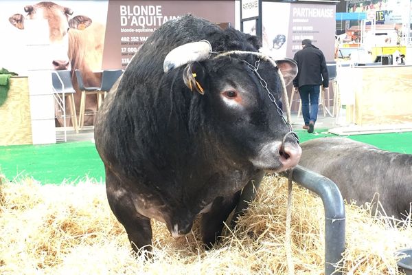 Dans les allées du Salon de l'Agriculture, Jasper représente la race bazadaise. 