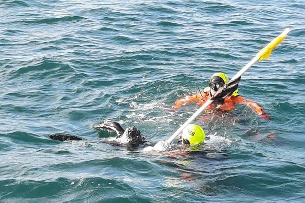 La tortue secourue par les deux plongeurs de la SNSM.