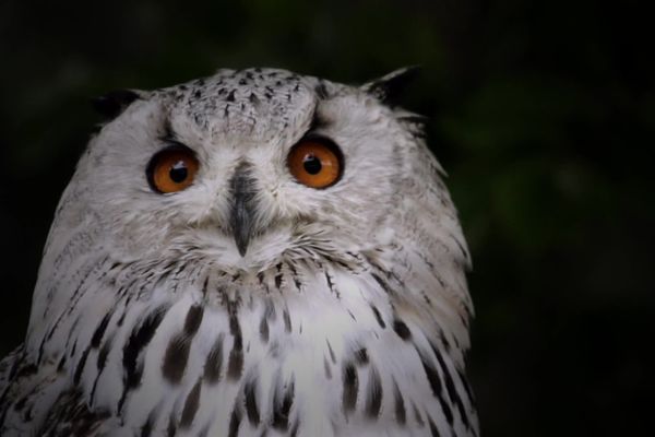 Hibou moyen duc, rapace nocturne présent en Bretagne