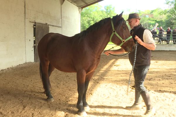 Les chevaux de race Auvergne sont très polyvalents.