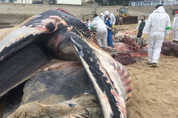 La baleine échouée à Batz-sur-Mer a été découpée par les spécialistes de Pelagis