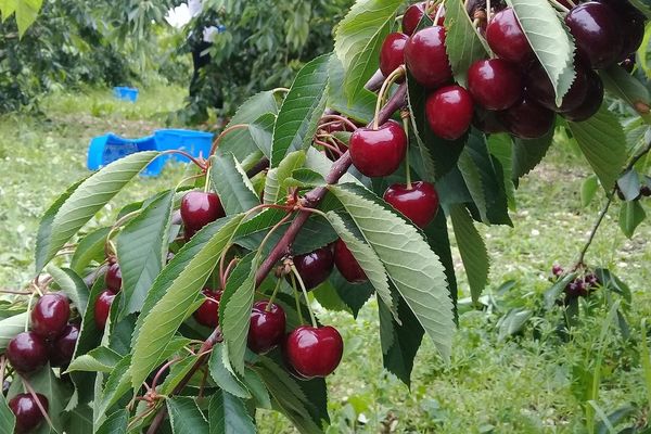 La récolte des cerises s'annonce mitigée pour les producteurs de l'Yonne. 