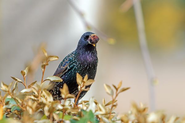 Étourneau Sansonnet posé sur une haie avec une olive dans le bec