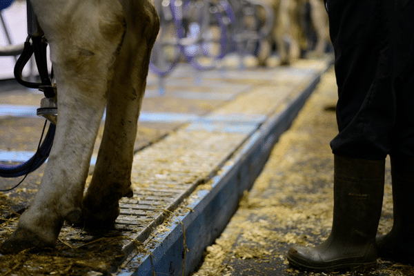 Les bovins consomment 45 tonnes de foin, 122 tonnes de fourrage, 4 tonnes d'aliments concentrés. Une vache laitière boit jusqu'à 100 litres d'eau quotidiennement. 