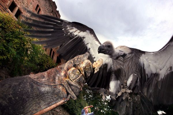 Un vautour de la volerie de Kintzheim, lors d'une démonstration de vol.