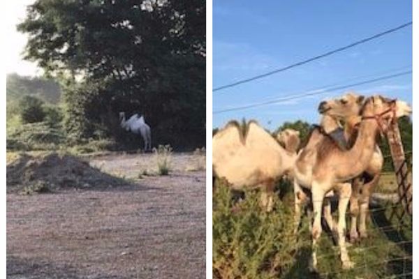 Les 4 chameaux du cirque Zapatta partent à la découverte du département de l'Oise