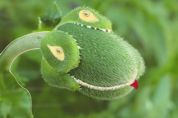 Des fleurs qui deviennent animées, vivantes ou encore animales... L'objectif de l'exposition "Fleurs fabuleuses" : que chacun interprète les oeuvres à sa façon.