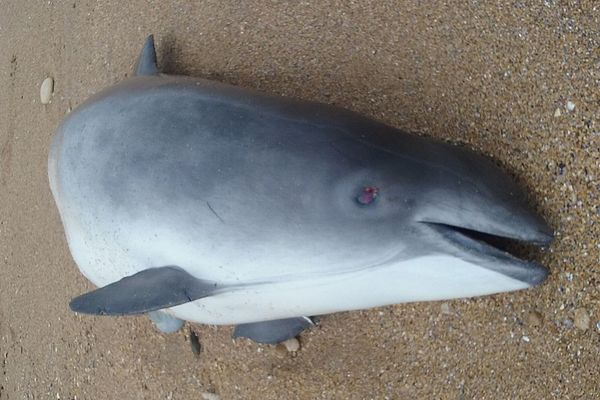 Un dauphin, dans un triste état, gisait ce dimanche matin sur la plage de Colleville-Montgomery, près de Ouistreham