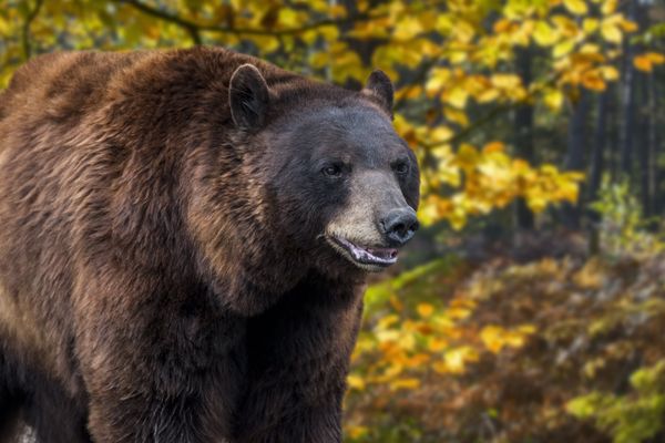  Ours des Pyrénées (Ursus arctos arctos) en forêt en automne.