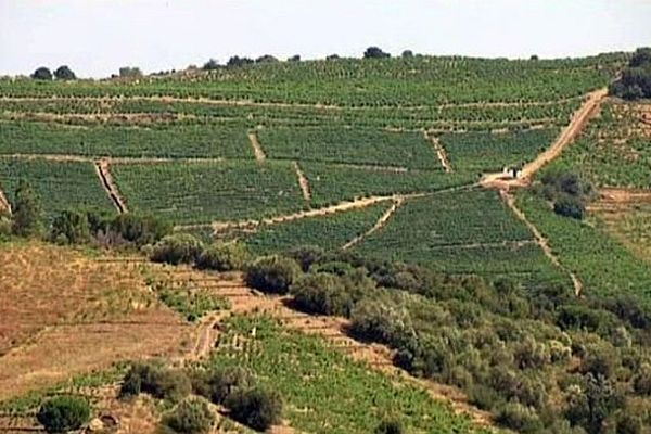 Banyuls (Pyrénées-Orientales) - le vignoble du Roussillon - 26 juillet 2013.